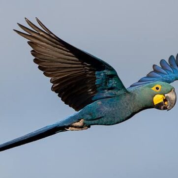 Ameaçada de extinção, arara-azul-de-lear vira símbolo do turismo de observação de aves da Bahia